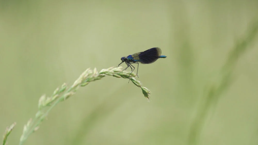 Eine Libelle auf einem Grashalm vor einer weich gezeichneten Wiese