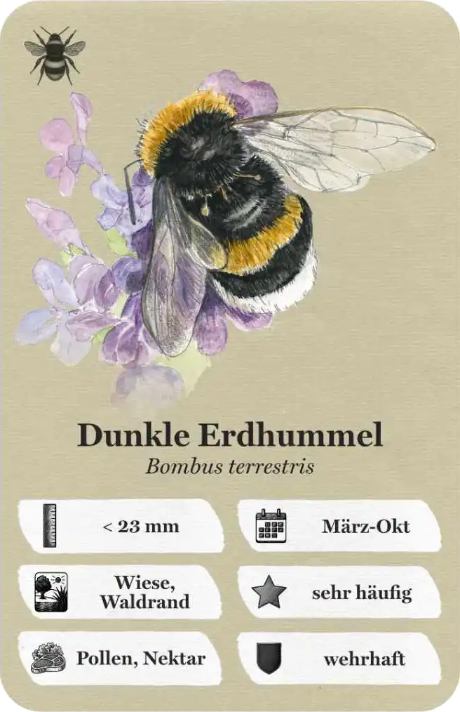 Insecticon Quartett Karte