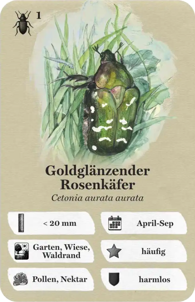 Insecticon Quartett Karte